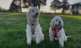 小狗视频,小狗视频集锦，萌态百出，治愈你的心灵